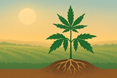 Сколько света нужно каннабису в ауте