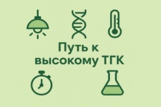Как вырастить коноплю с убойным ТГК и не превратить это в катастрофу
