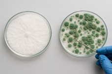 Триходерма и ее влияние на волшебные грибы