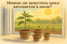 Можно ли запустить цикл автоцветов в июле?