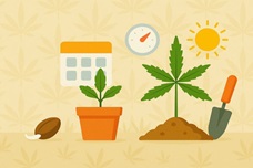 Когда начинать проращивать автоцветы для высадки в аут?